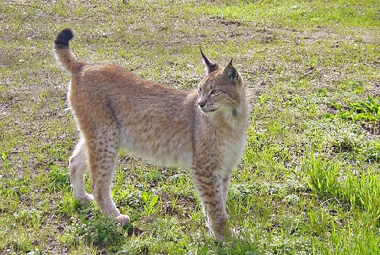 marcelle-lince