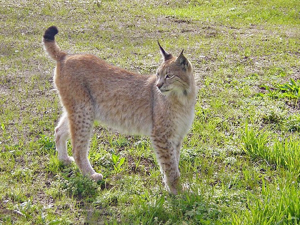 marcelle-lince