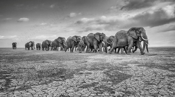 ELEPHANTS ON CRACKED SOIL, Amboseli, 2012