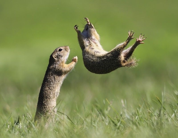 exposicion-comedy-wildlife-lugo