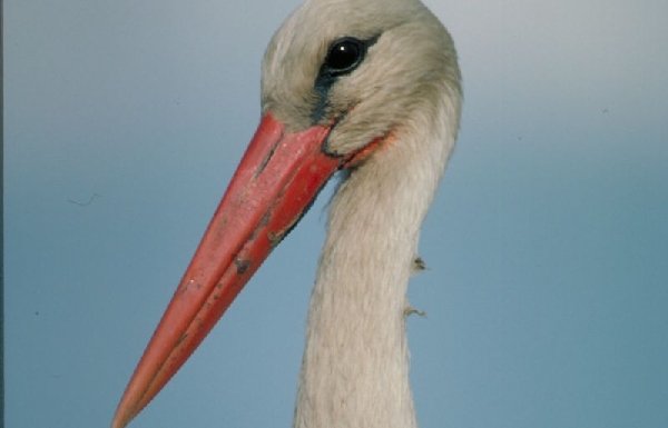 fauna-esencial-vilar-de-barrio